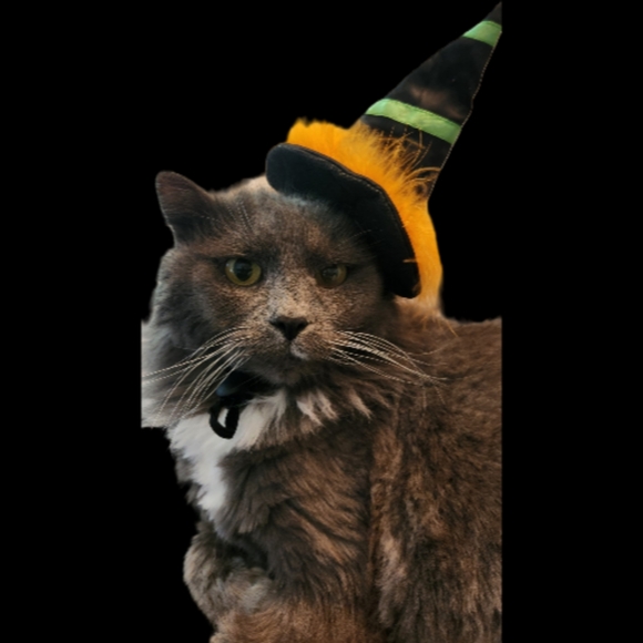 Meet your Posher, Kim - Picture 2 of 4